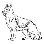 Chien pour 2e conteneur